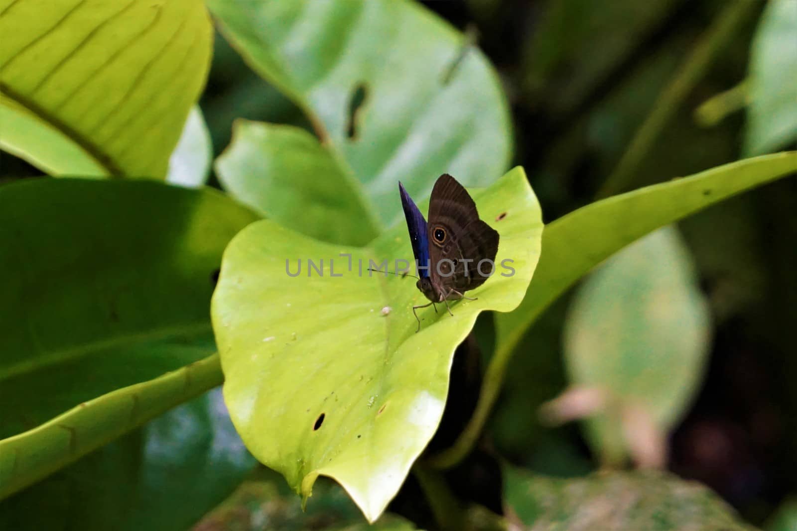 Caligo owl butterfly sitting on a leaf