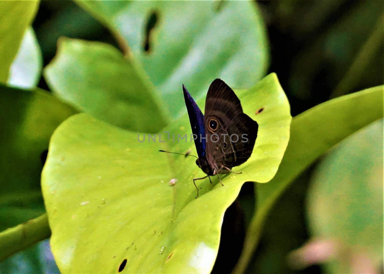 Caligo owl butterfly spotted in Las Quebradas, Costa Rica