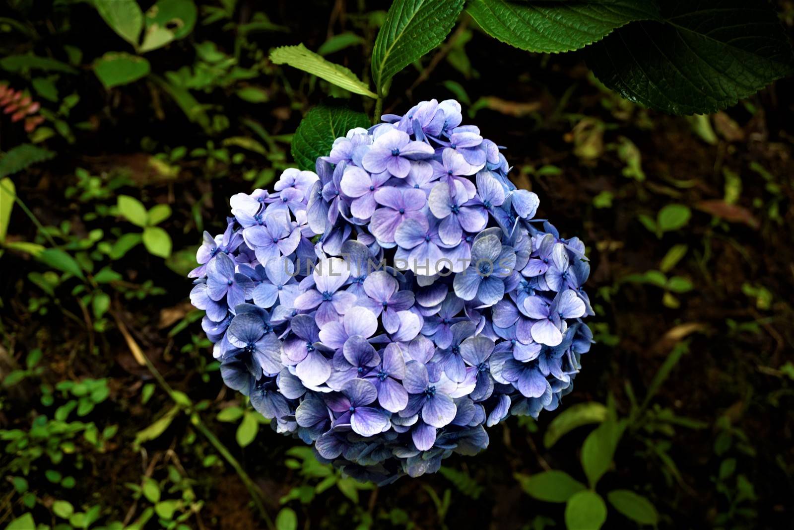 Blue Hortensia blossom spotted in Las Quebradas, Costa Rica