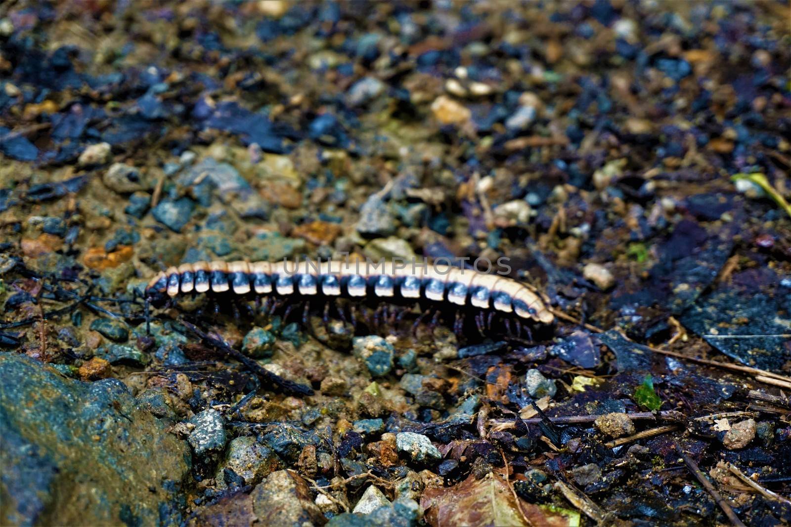 Black and yellow centipede spotted in Las Quebradas, Costa Rica