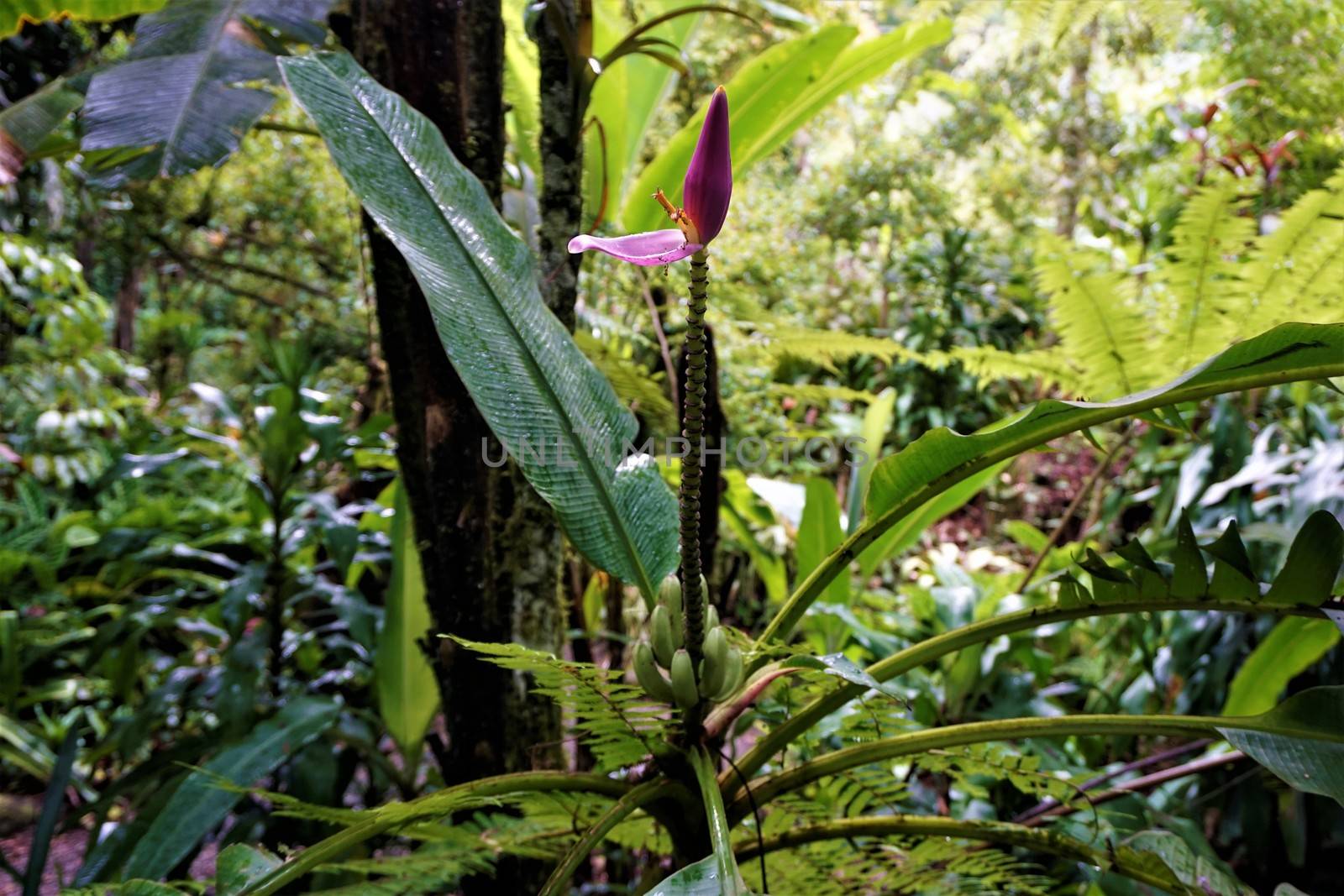 Banana flower and fruits spotten in the Secret Gardens, San Gerardo