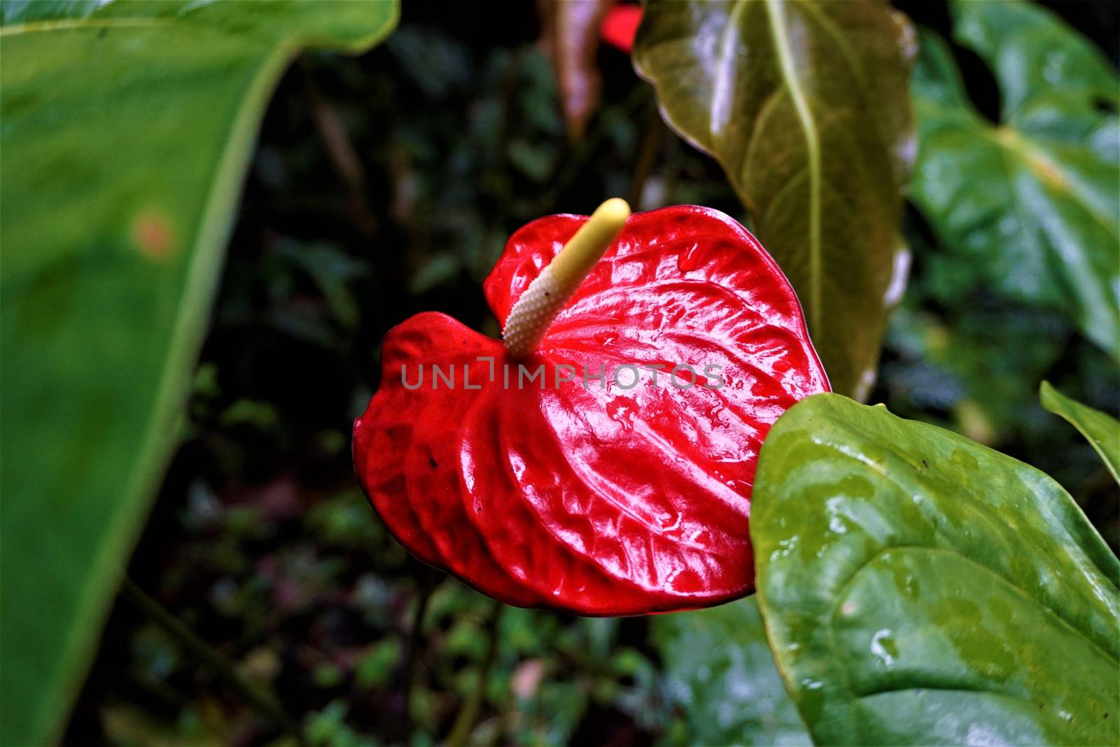 Flamingo flower blossom spotted in the Secret Gardens, San Gerardo