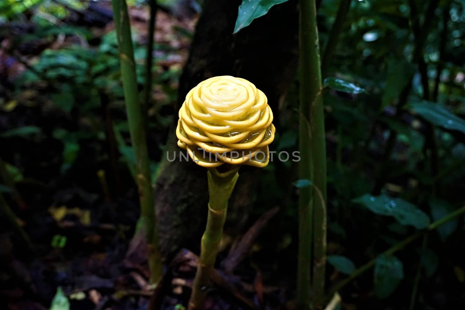 Yellow blossom of behive ginger spotted in the Secret Gardens by pisces2386