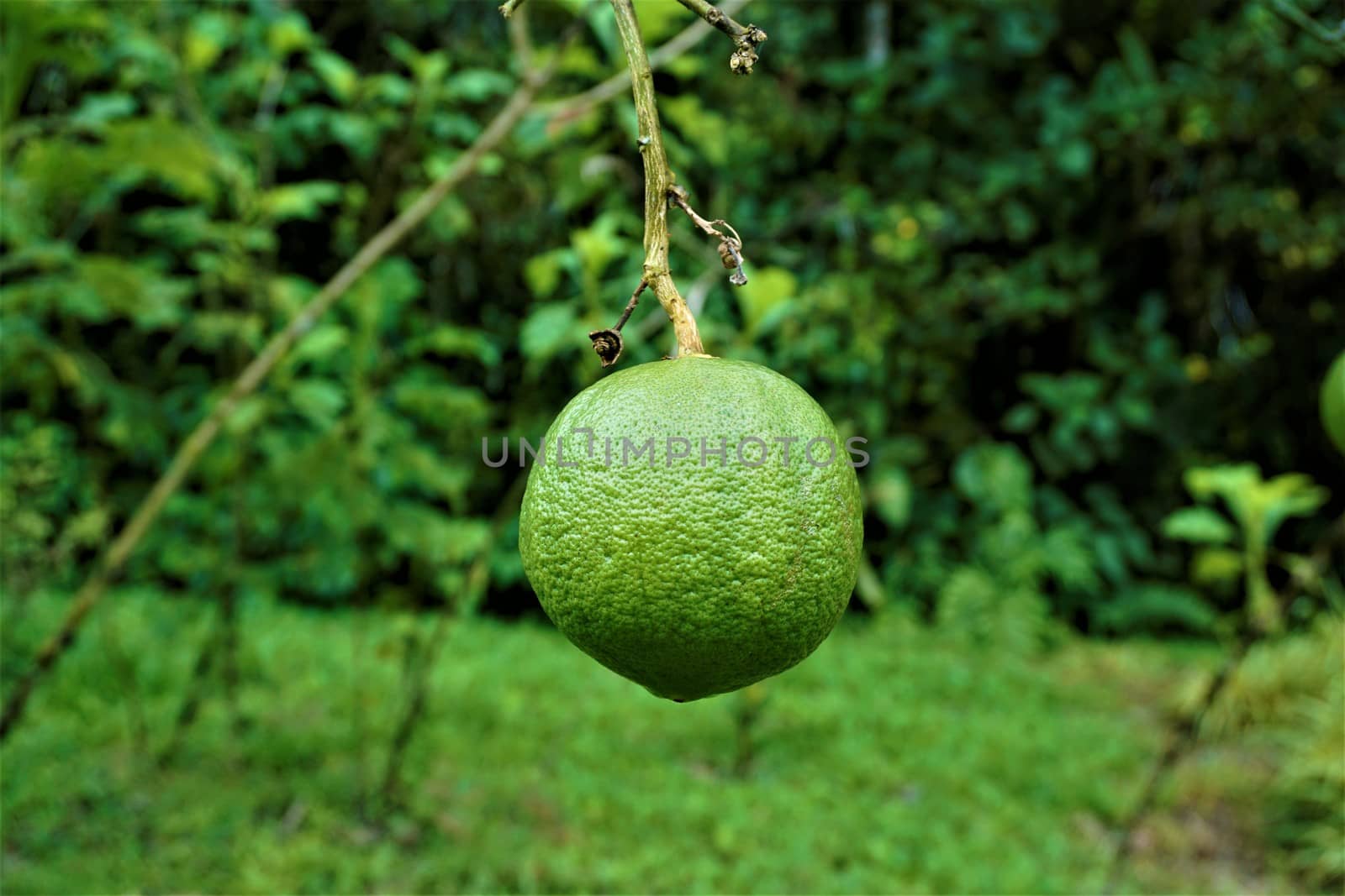 Fruit hanging lime tree spotted in the Secret Gardens, San Gerardo