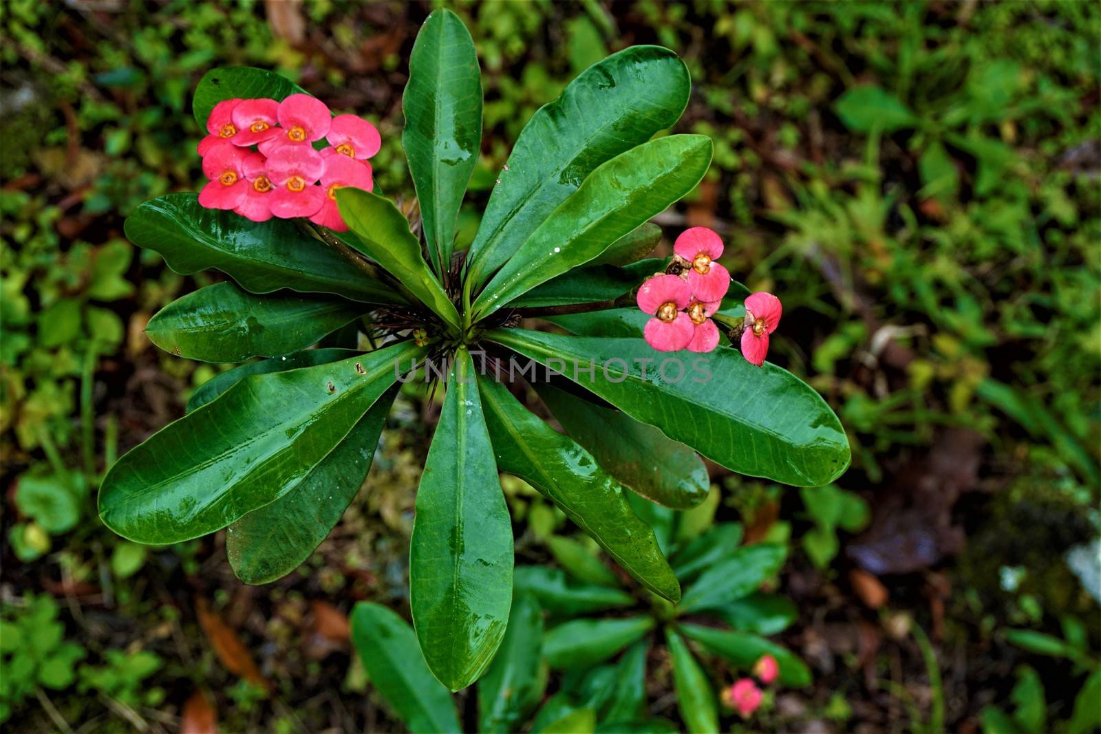 Psychotria poeppigiana plant in the Secret Gardens, San Gerardo