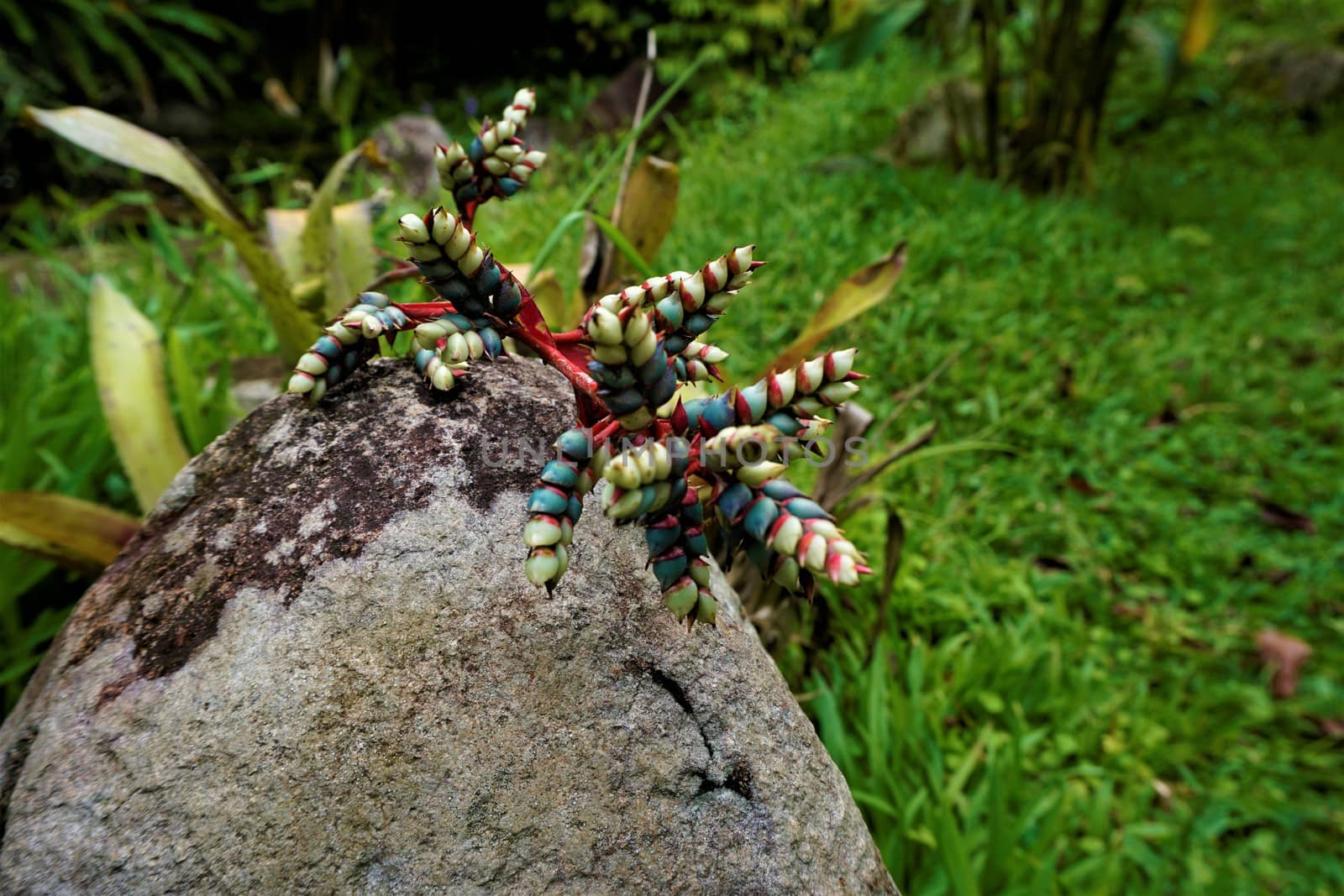 Green, blue and pink bromelia blossom spotted in the Secret Gardens, Costa Rica