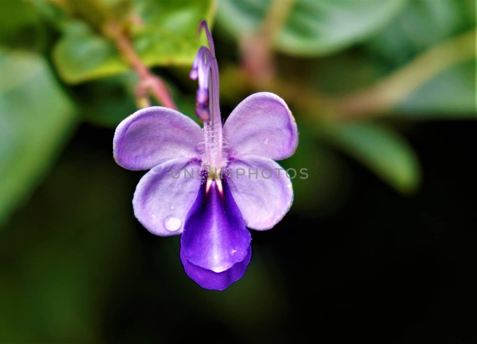 Glorybower blossom spotted in the Secret Gardens by pisces2386