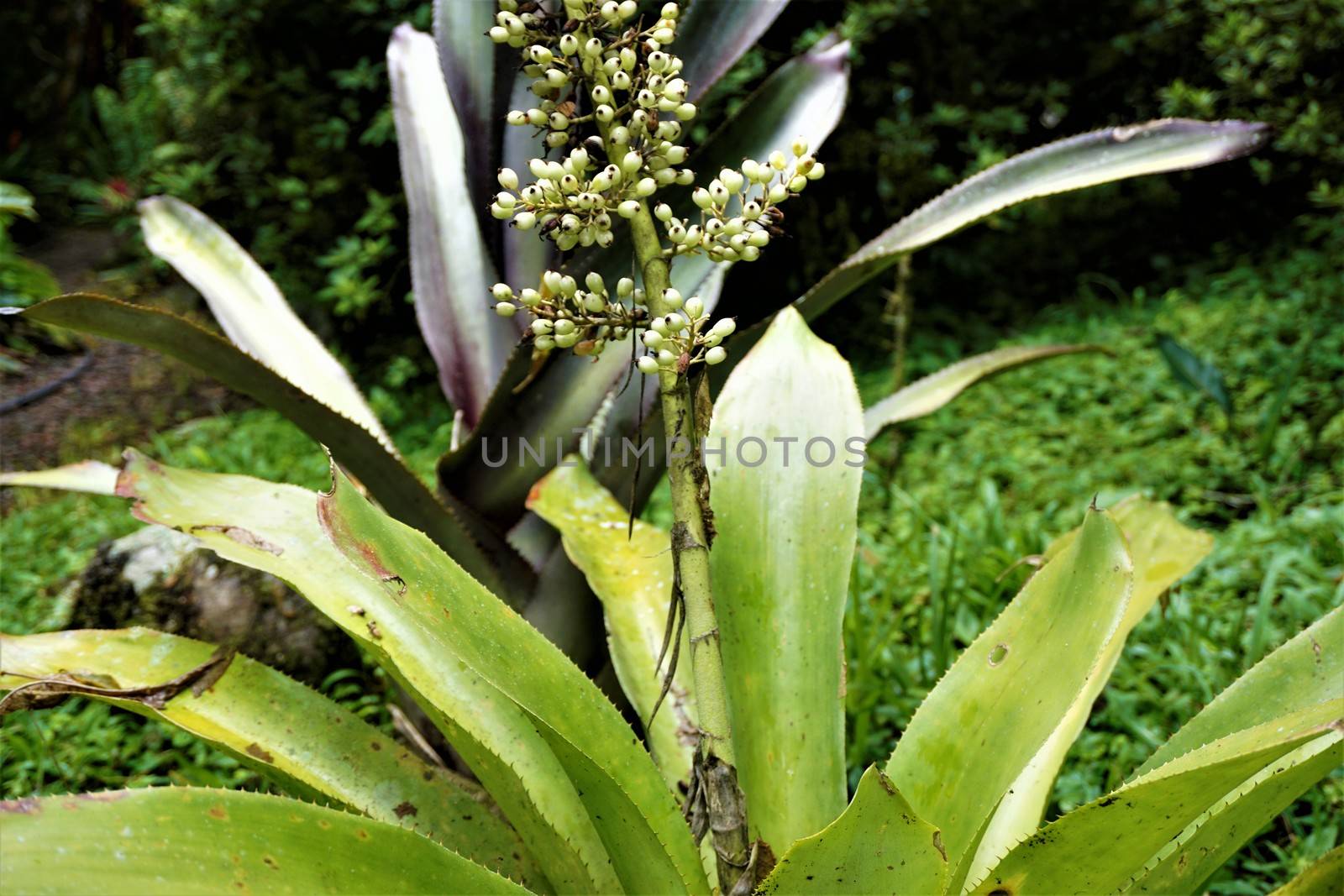 White berries of bromeliedad in the Secret Gardens, Costa Rica