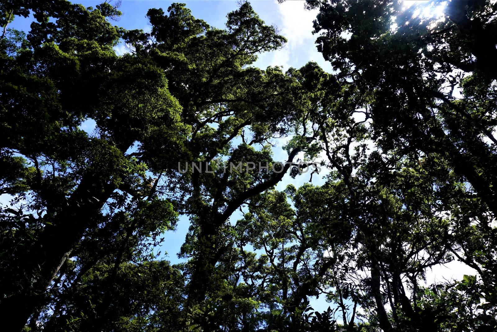 Trees and sky in the Los Quetzales National Park by pisces2386