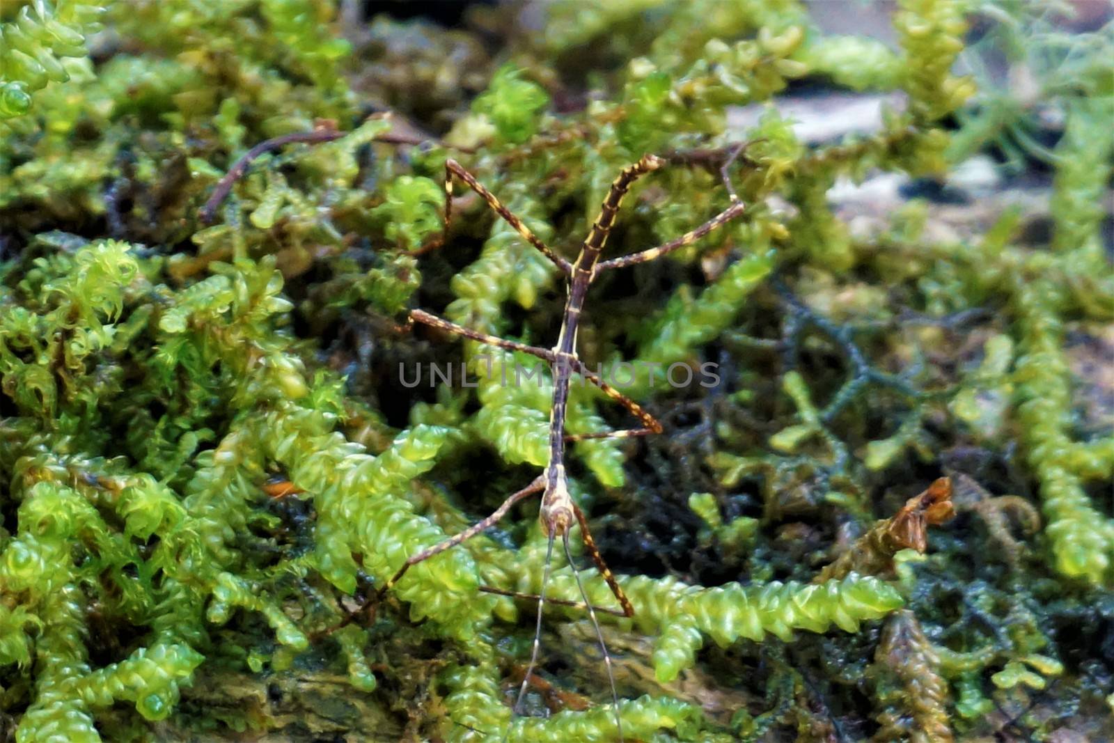 Yellow and brown stick insect spotted in Los Quetzales, Costa Rica