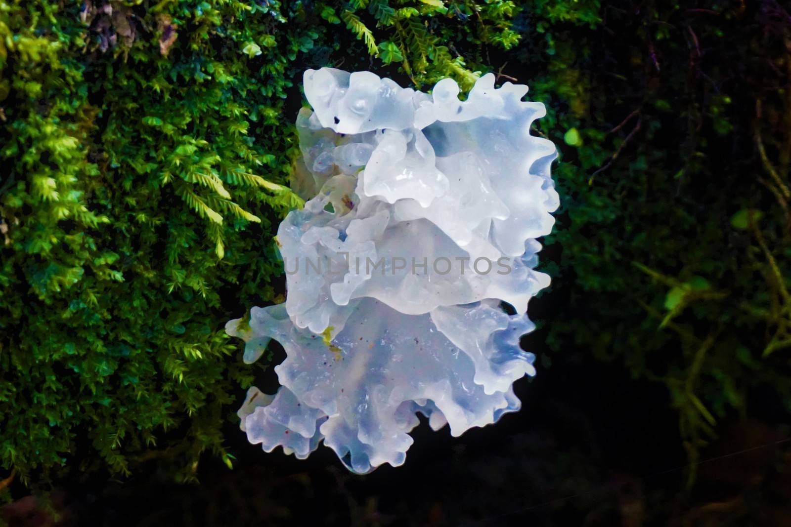 Slimy white fungus spotted in Costa Rican cloud forest