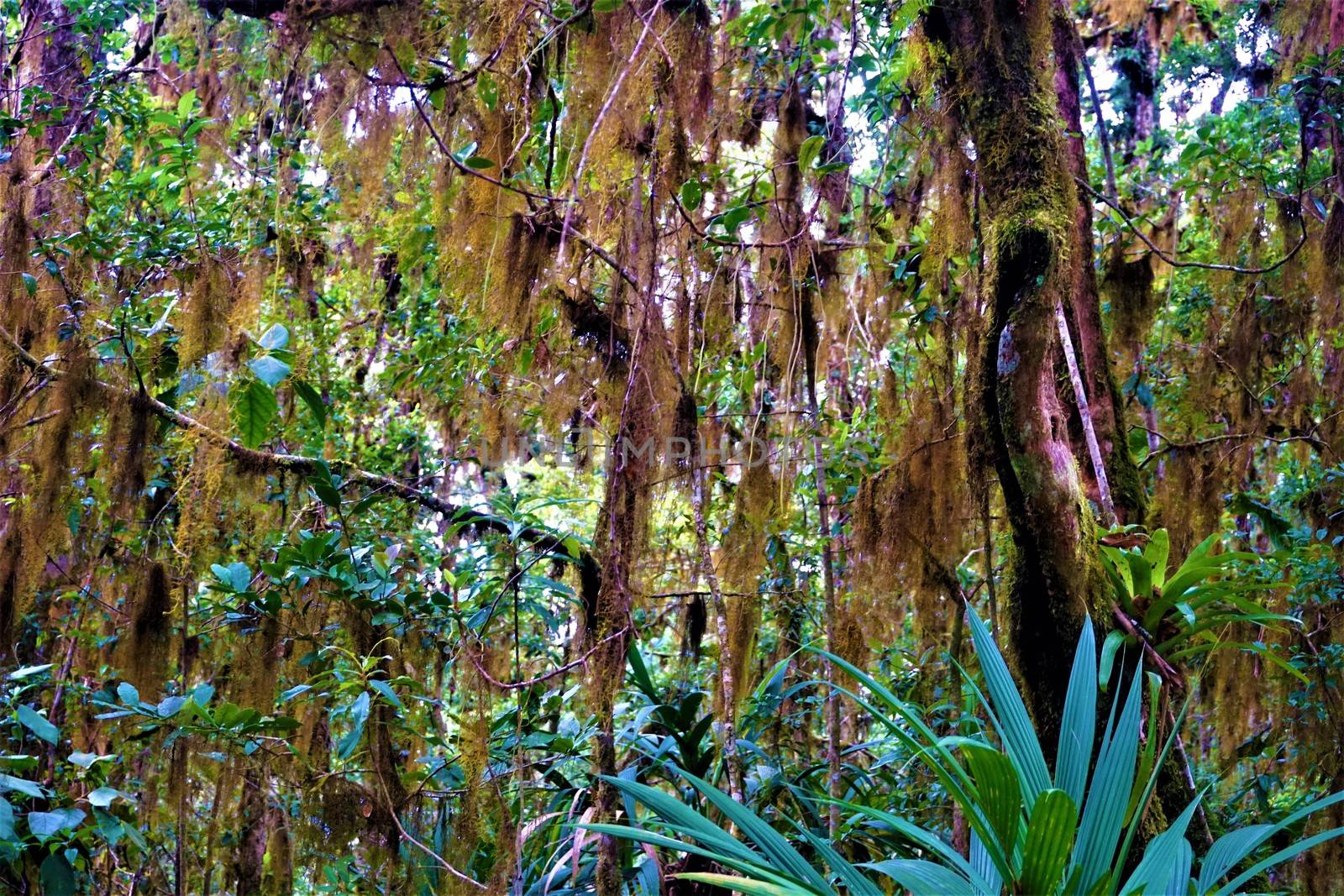 Tillandsia usneoides hanging from trees in rain forest by pisces2386