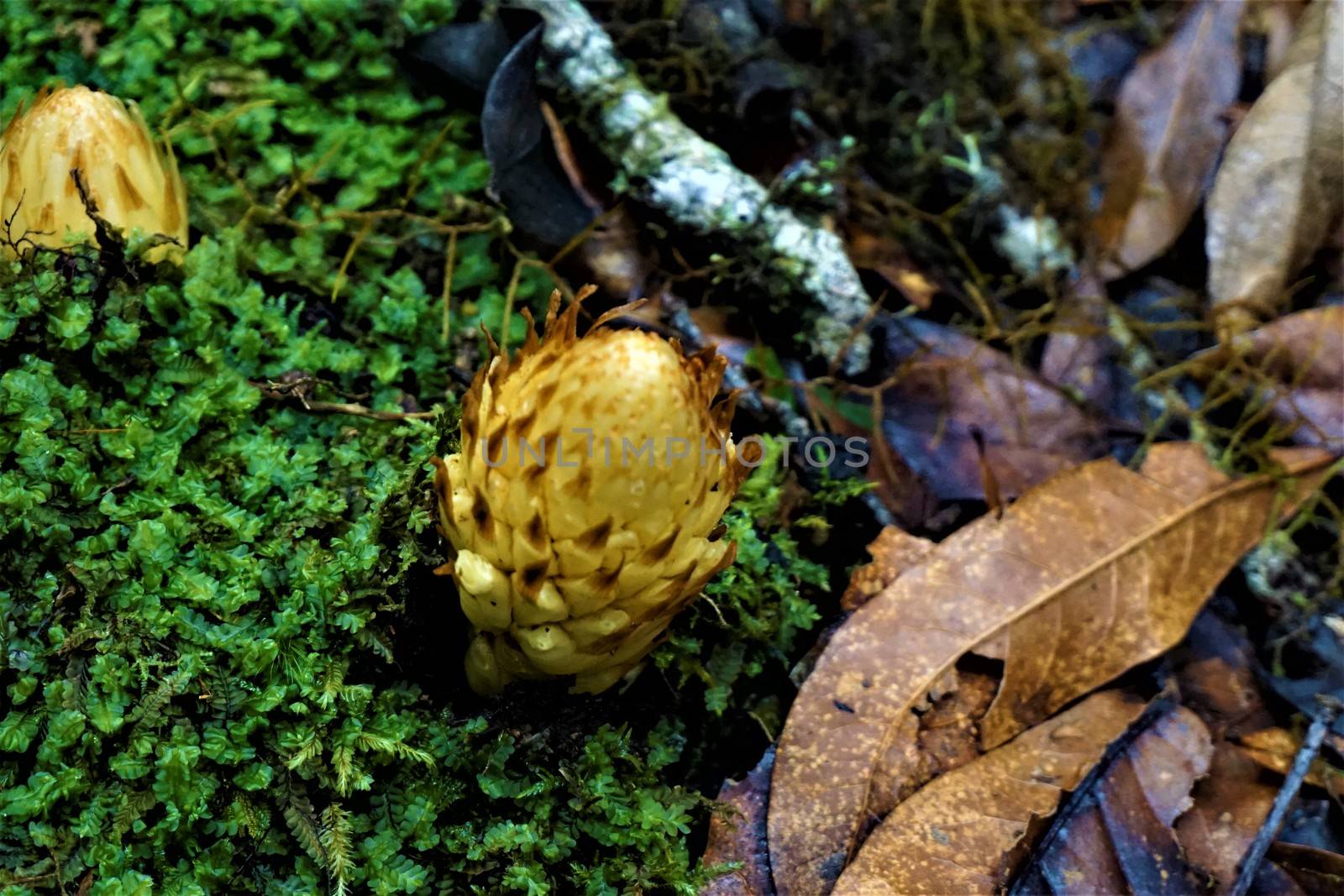 Spiky yellow blossom spotted between moss in Los Quetzales National Park, Costa Rica