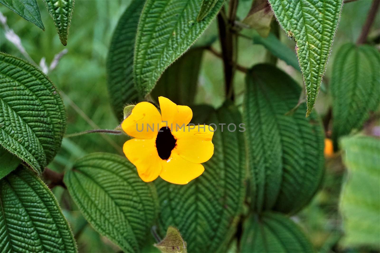 Black-eyed Susan blossom spotted in La Savegre, Costa Rica