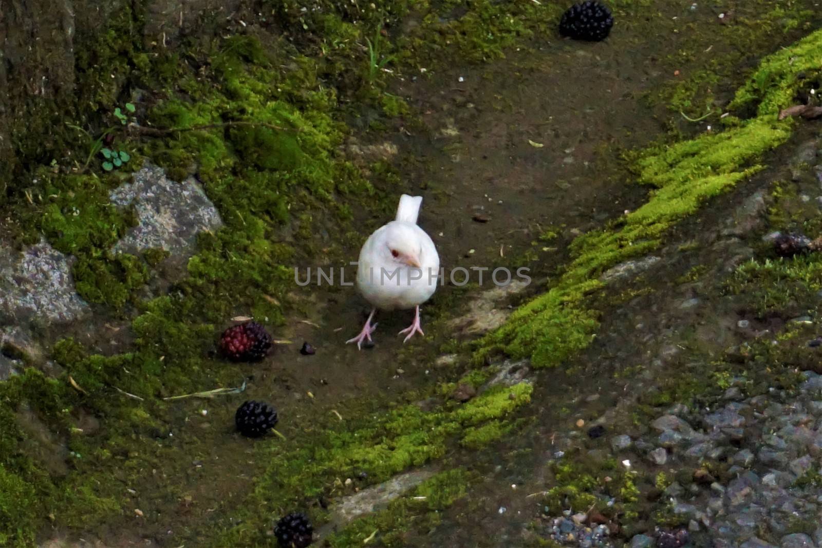 Photo of an albino Tanager spotted in Costa Rica