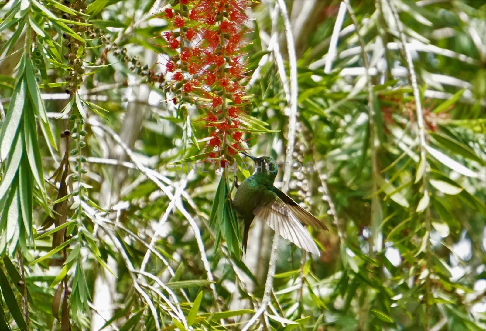 Grey-tailed mountaingem hummingbird resting on Callistemon blossom in Costa Rica