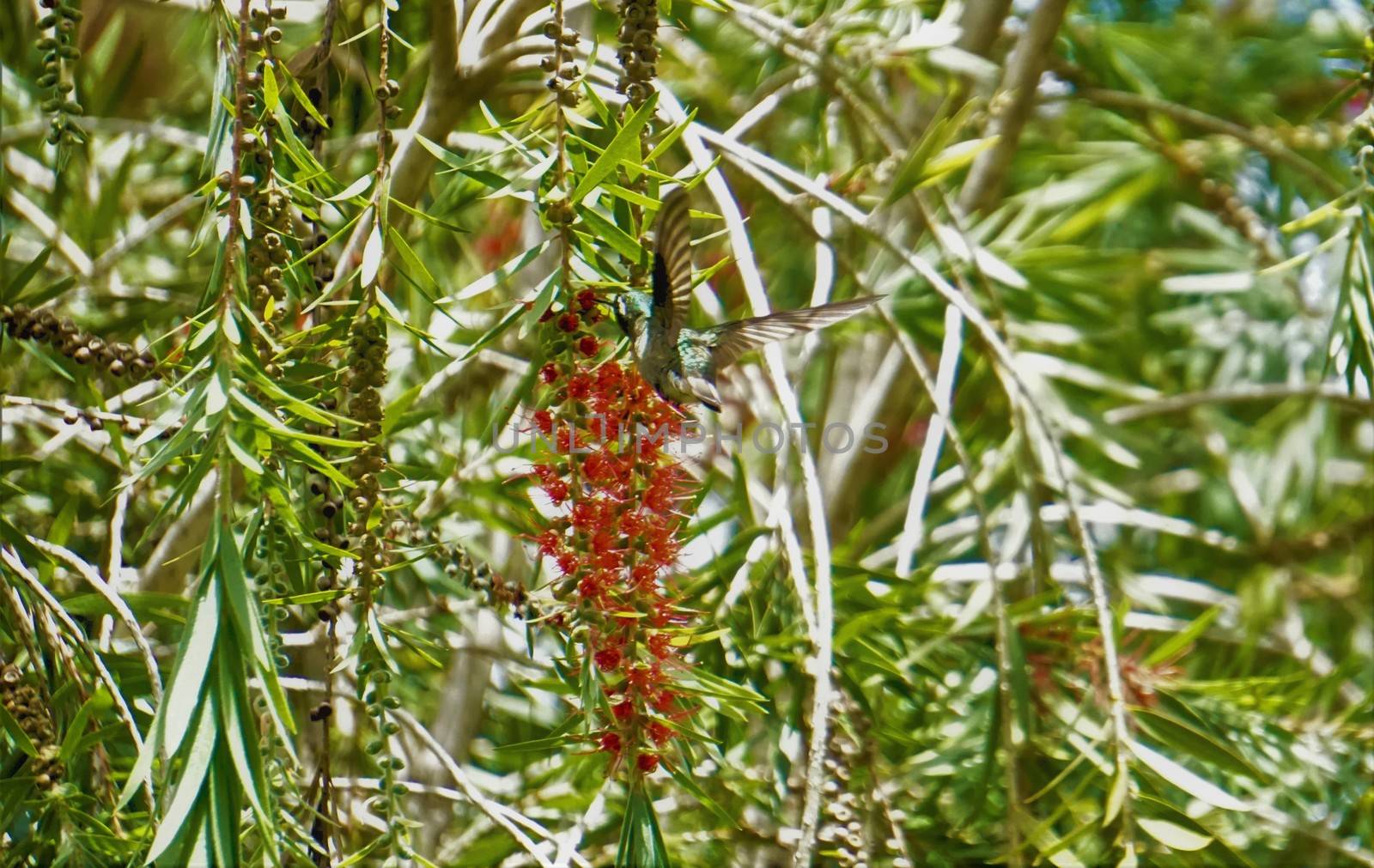 Gray-tailed mountaingem hummingbird drinking from red bottlebrush blossom