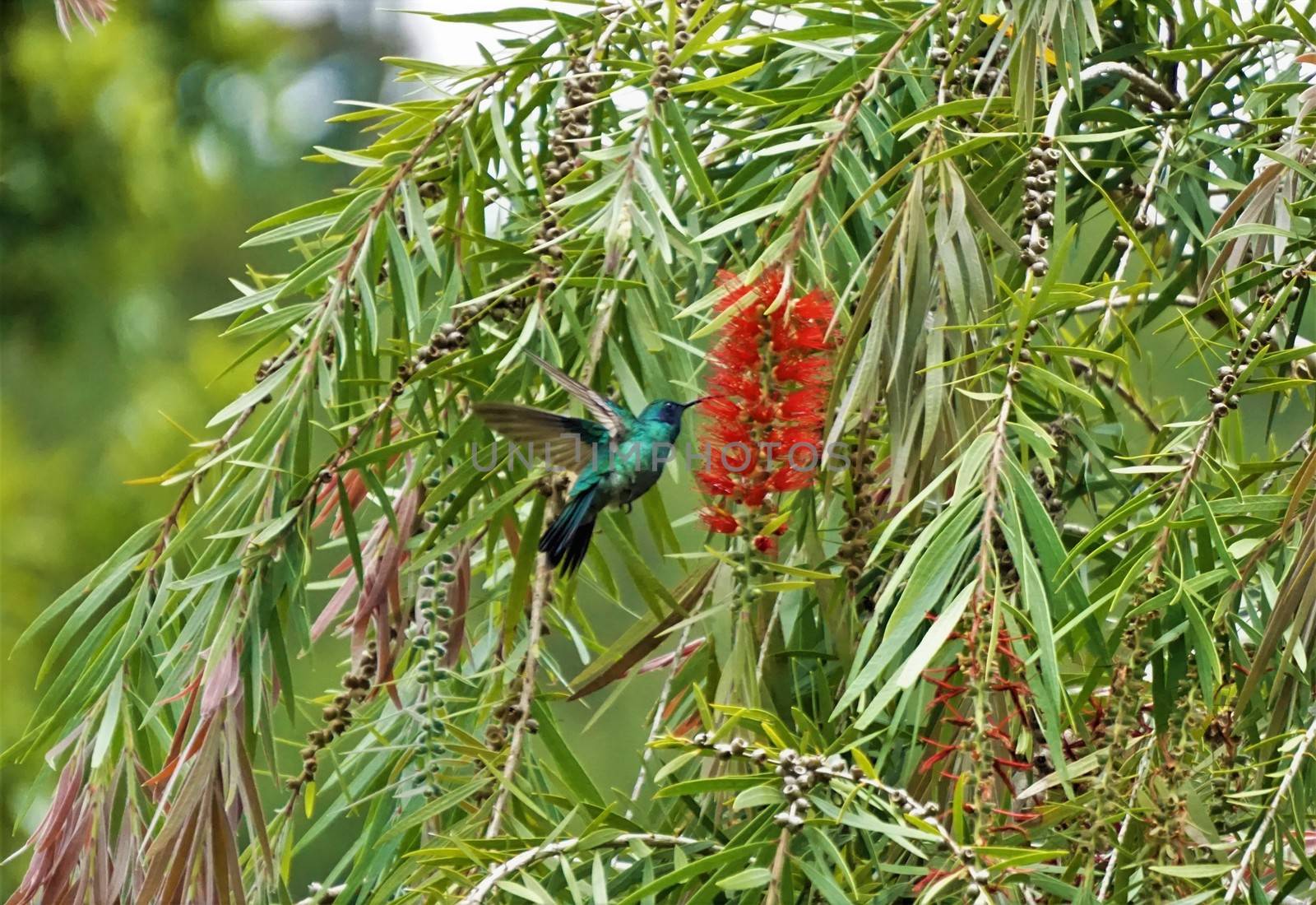 Violetear hummingbird at red bottlebrush shrub spotted in Costa Rica