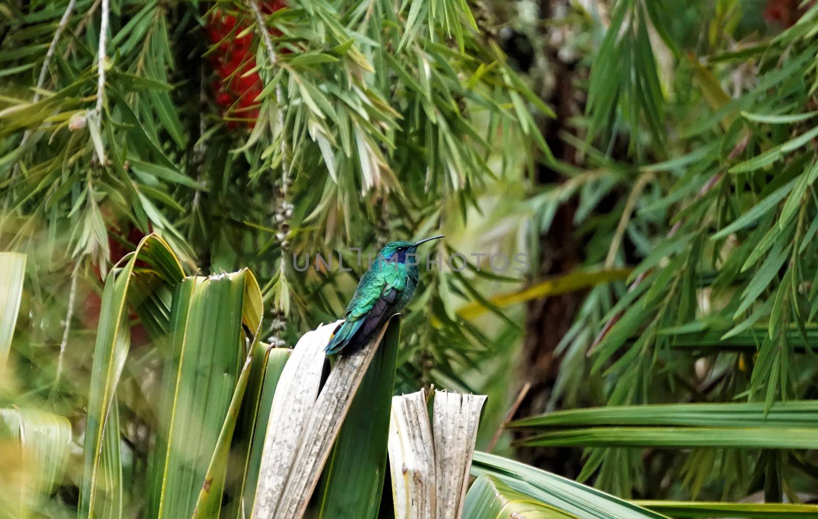 Violet ear hummingbird sitting on shrub in Costa Rica