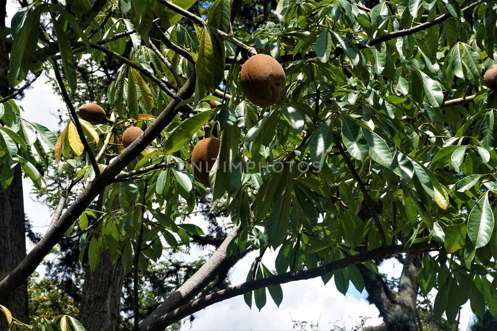 Sapodilla - Manilkara zapota fruits spotted in San Jose, Costa Rica