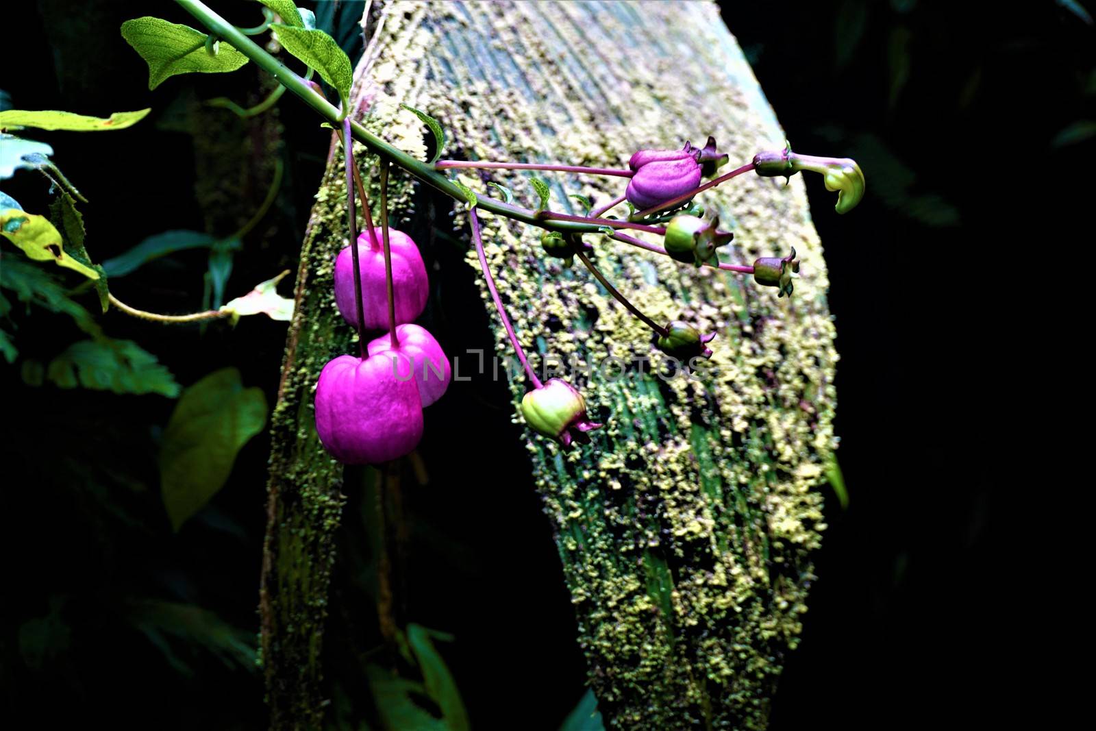 Unidentified plant with pink balloon fruits spotted in Costa Rica