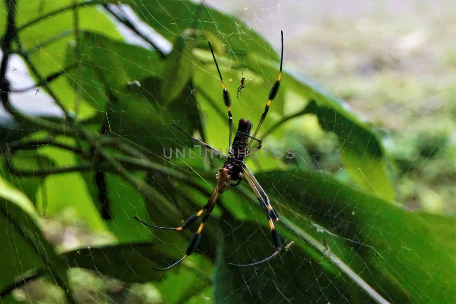 Nephila clavipes with prey in the net spotted in Costa Rica