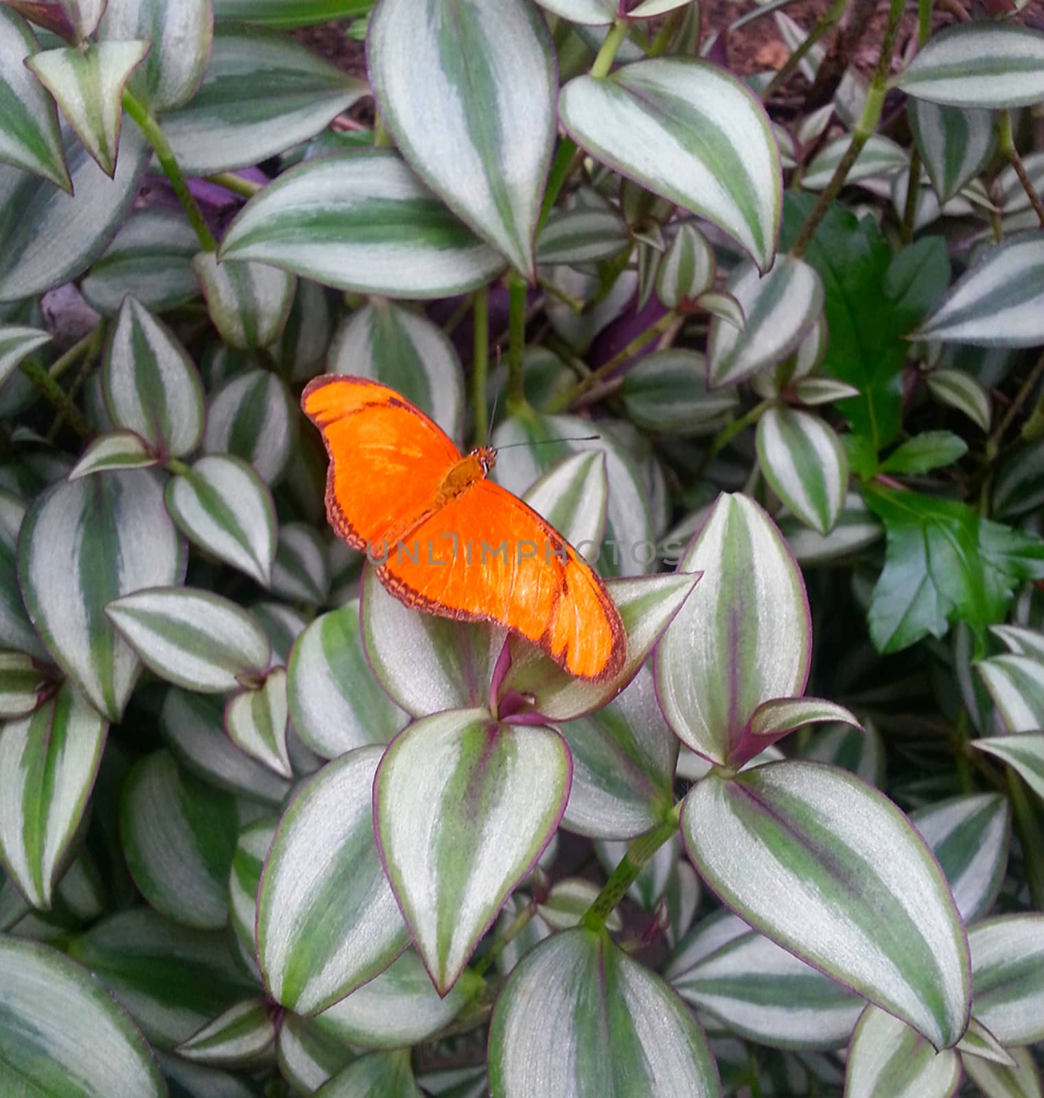 Exotic orange butterfly sitting on colorful leaves