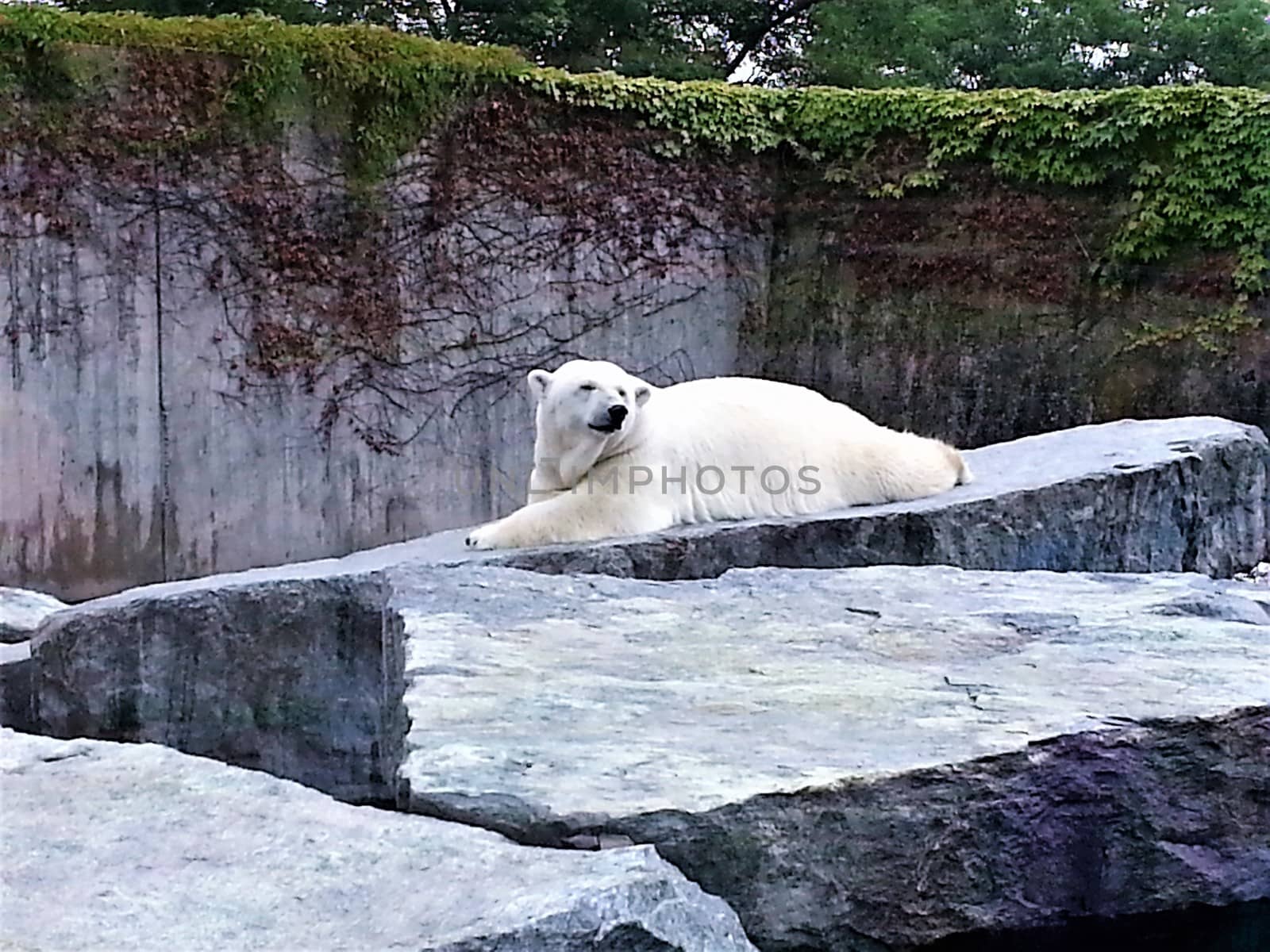 Photo of a polar bear in a zoo