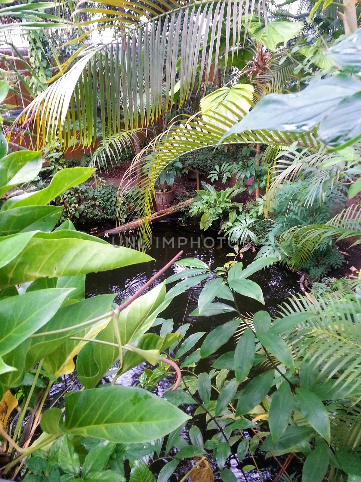 Jungle in the botanical garden of Amsterdam by pisces2386