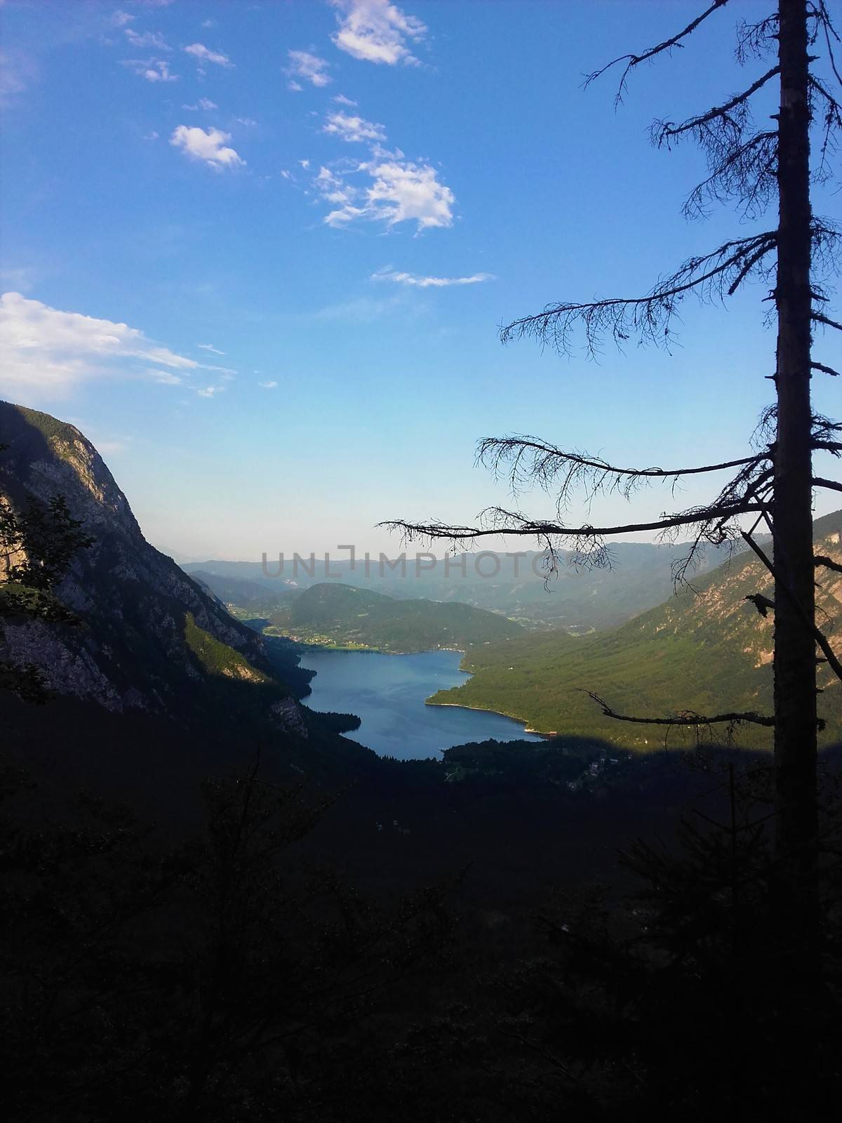 View on Lake Bohinj, Slovenia with Vogel mountain and larch tree