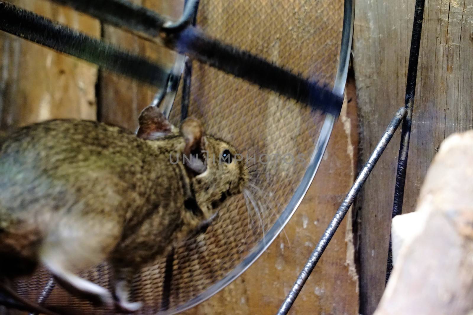 Photo of Degu running in a wheel