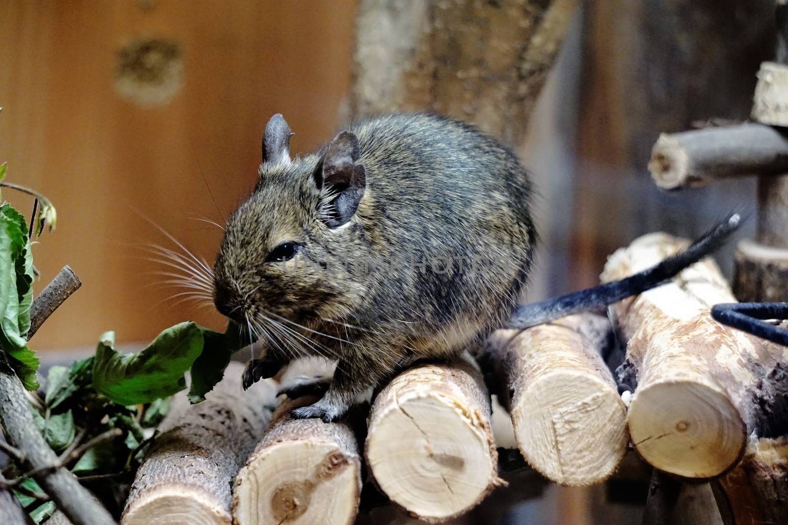 Photo of a caged Degu eating leafs