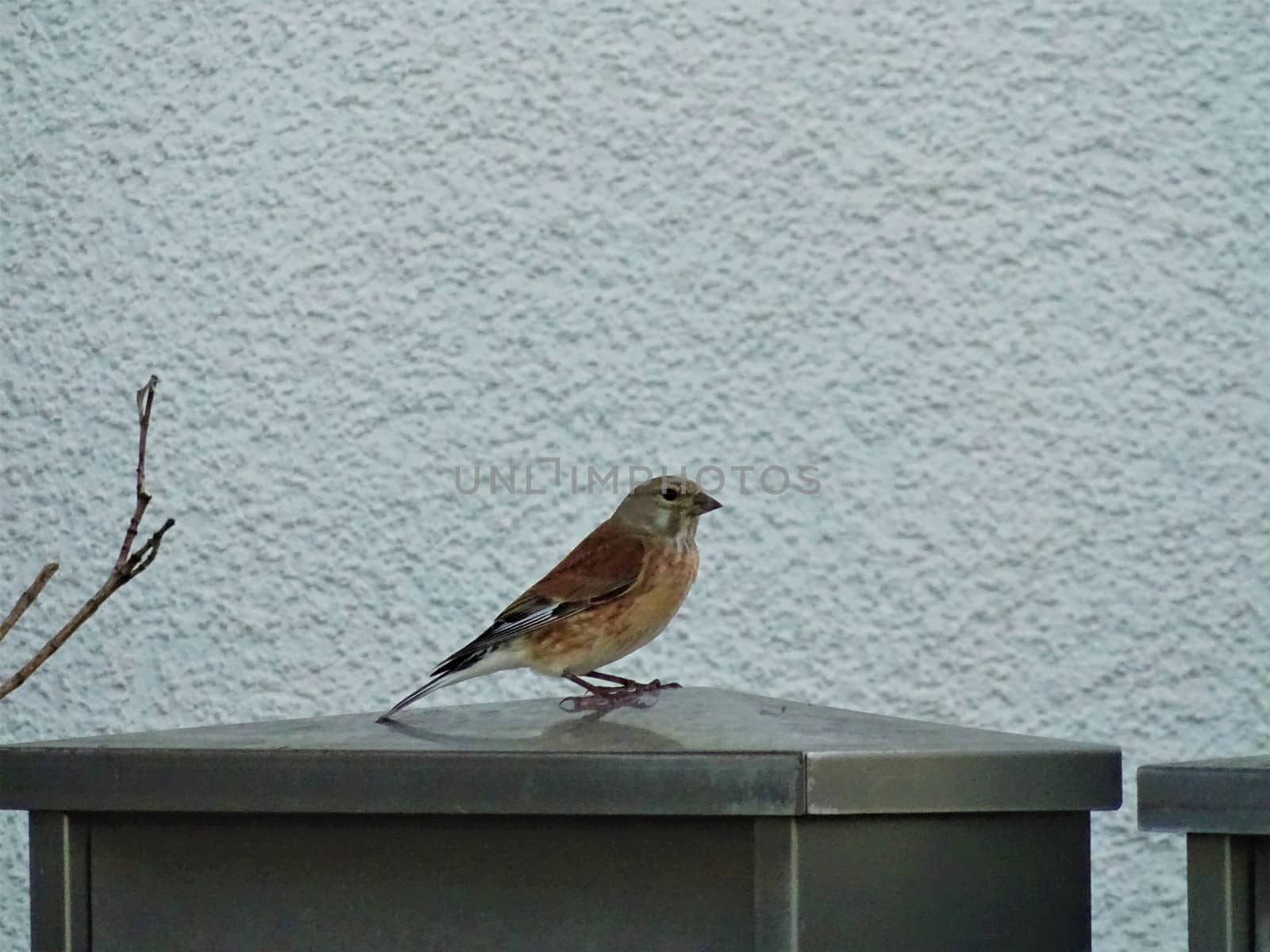 Cute sparrow sitting on a mail box in Germany