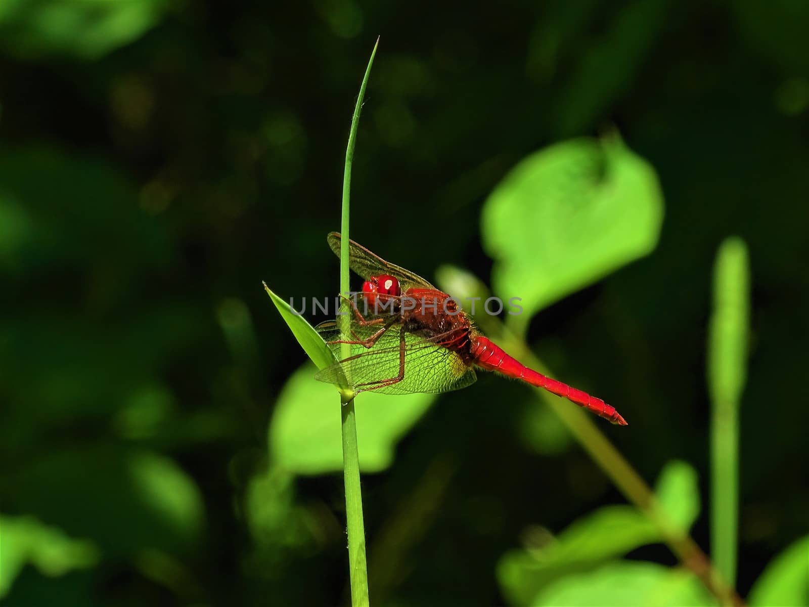 A scarlet dragonfly resting on a blade of grass