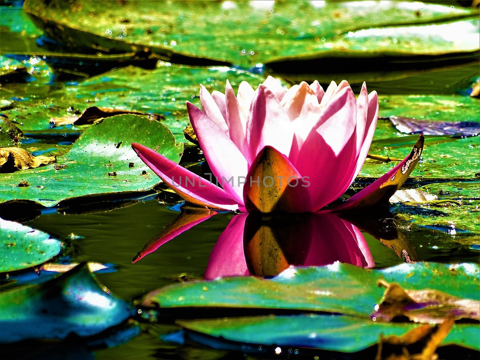 Pink and white water lily blossom spotted on a lake