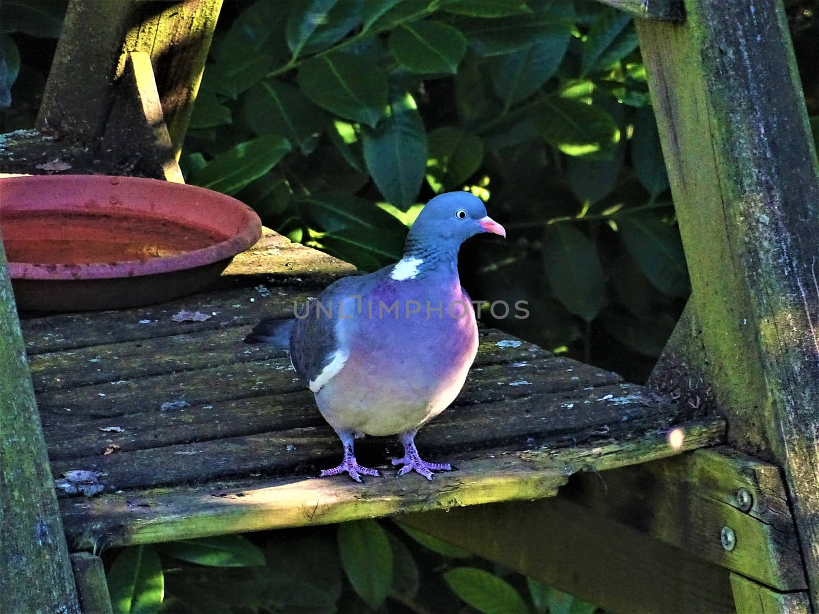 Common wood pigeon sitting on a wooden plank