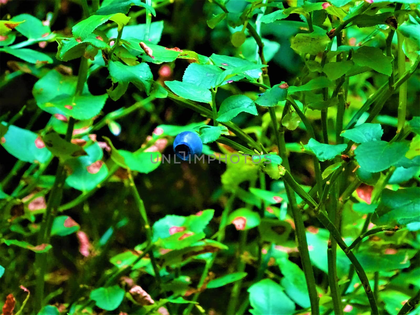 A bilberry shrub spotted in the black forest