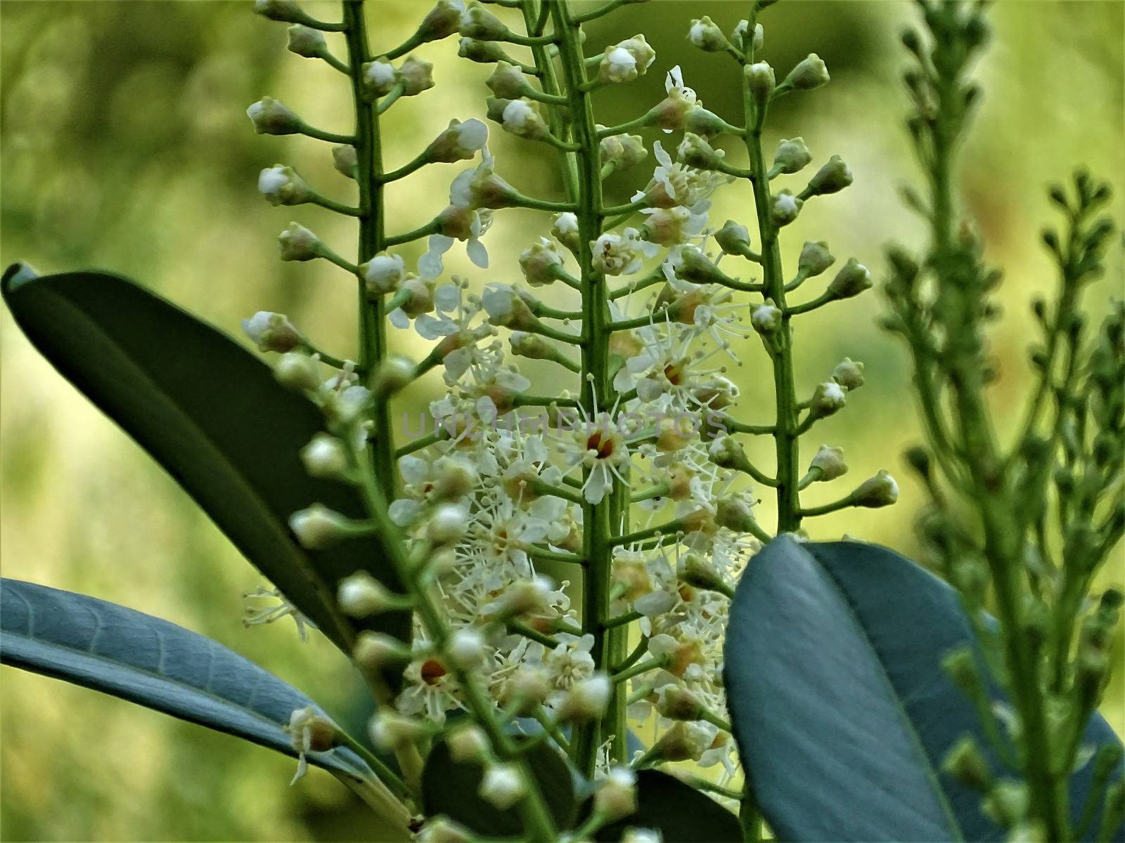 Close-up of a white and yellow cherry laurel blossom