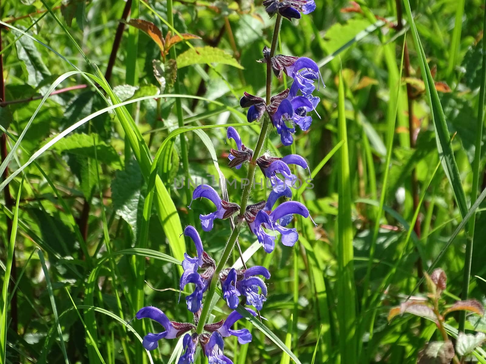 Blossoms of Salvia pratensis spotted on a meadow on a sunny day