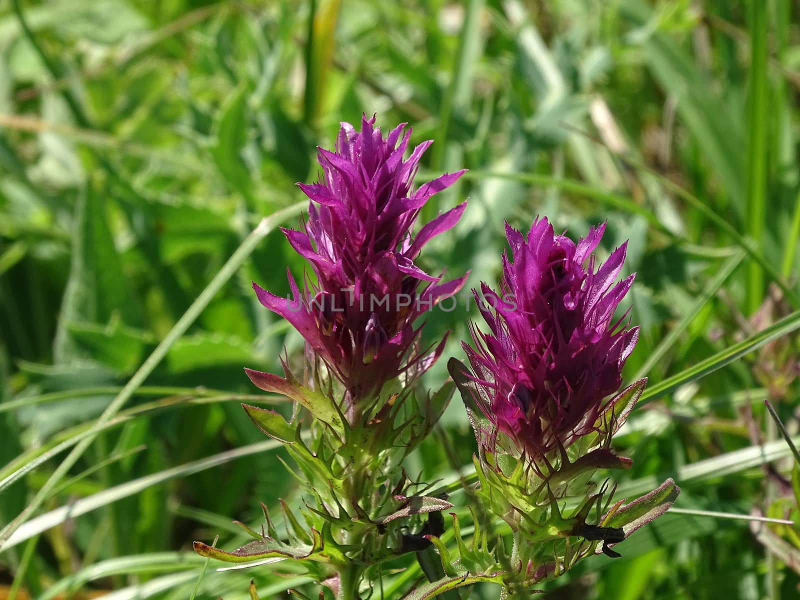 Close-up of Melampyrum arvense cow-wheat blossoms spotted on a sunny day