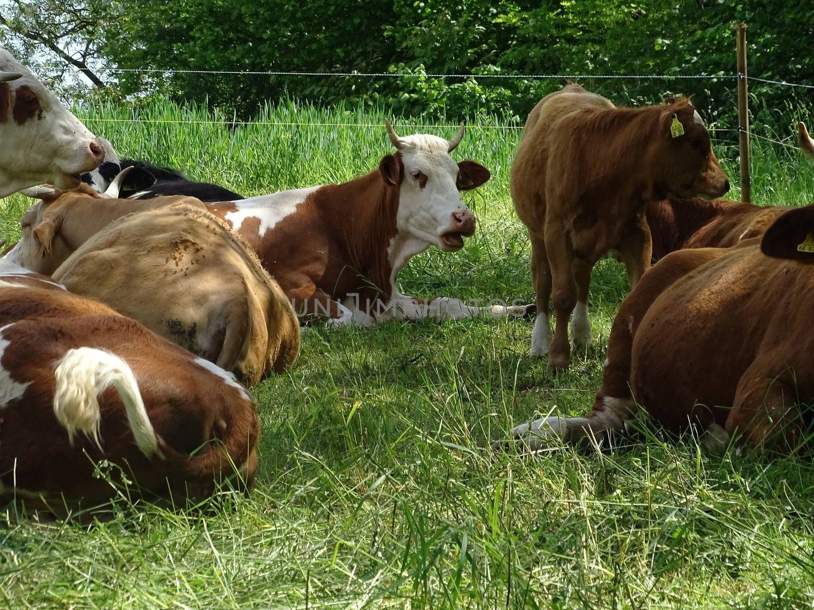 Cows resting on the grass in spring time