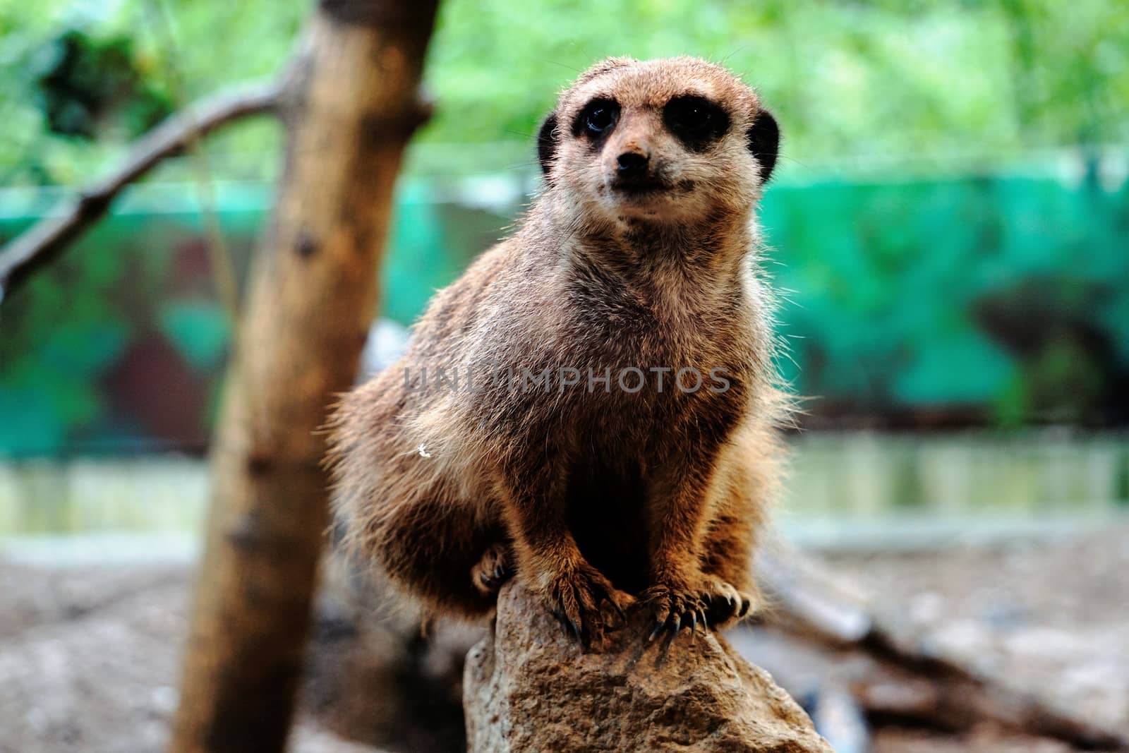 Photo of a Meerkat sitting on rock