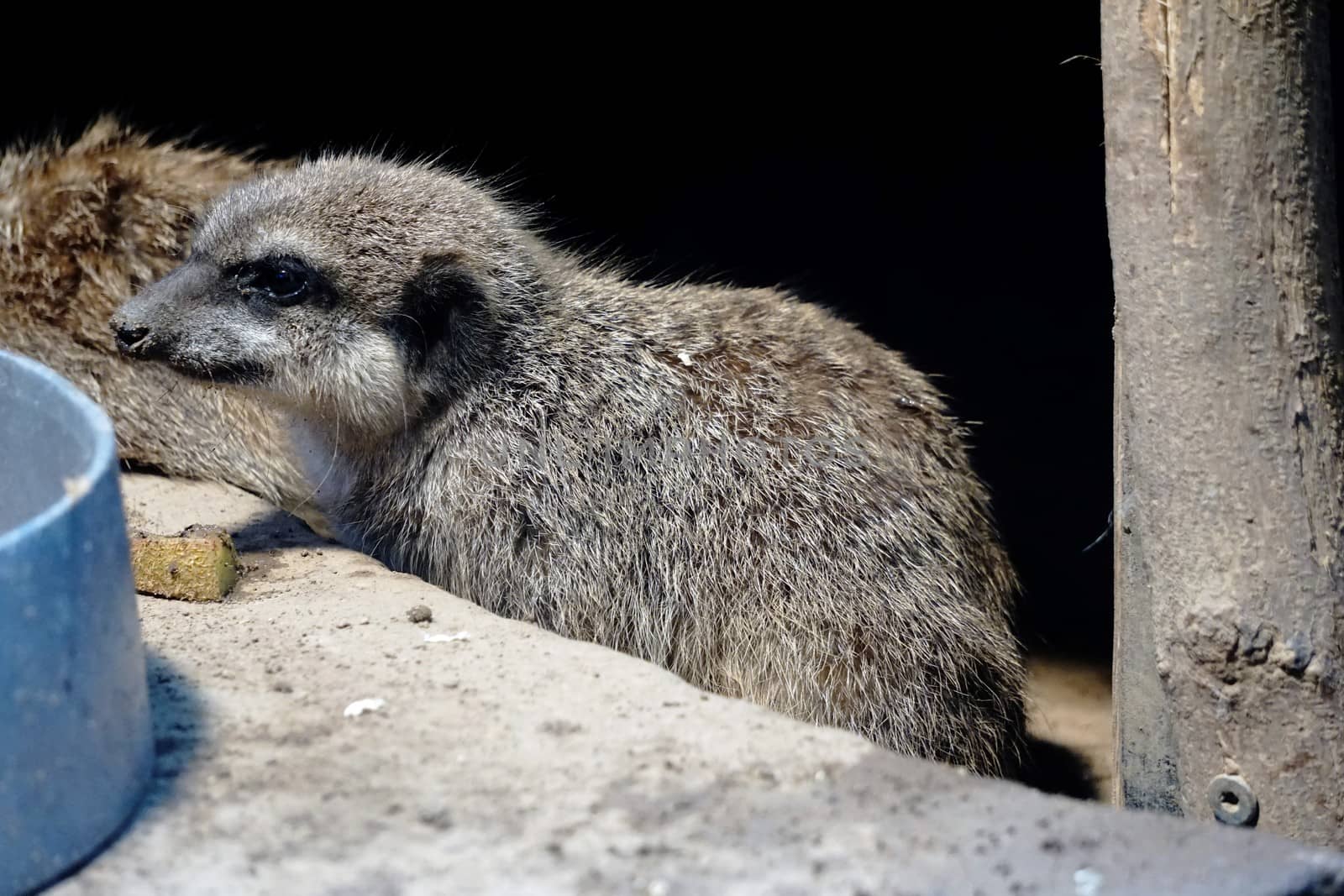 A photo of a cute and young Meerkat