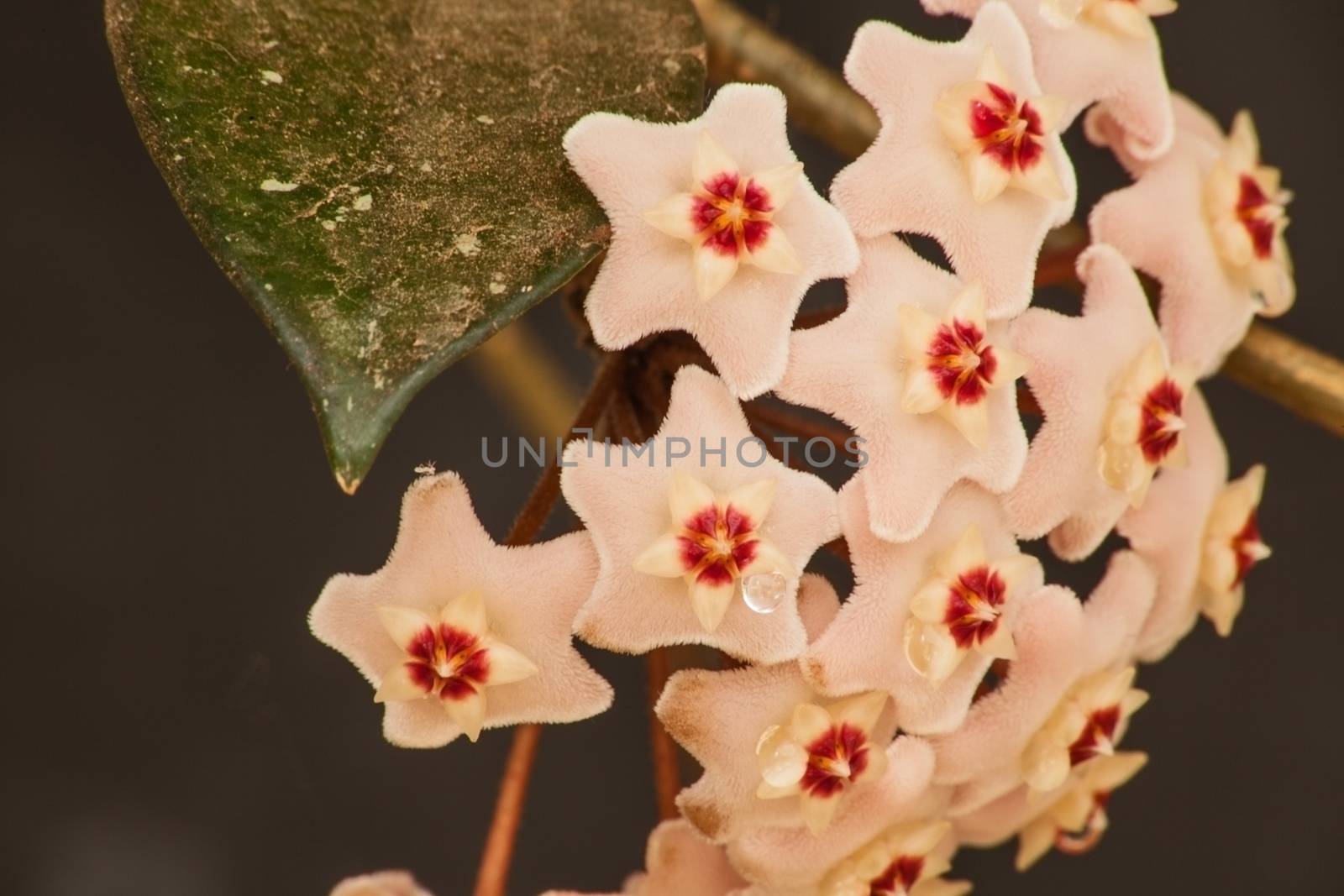 Hoya Waxplant Flower by kobus_peche