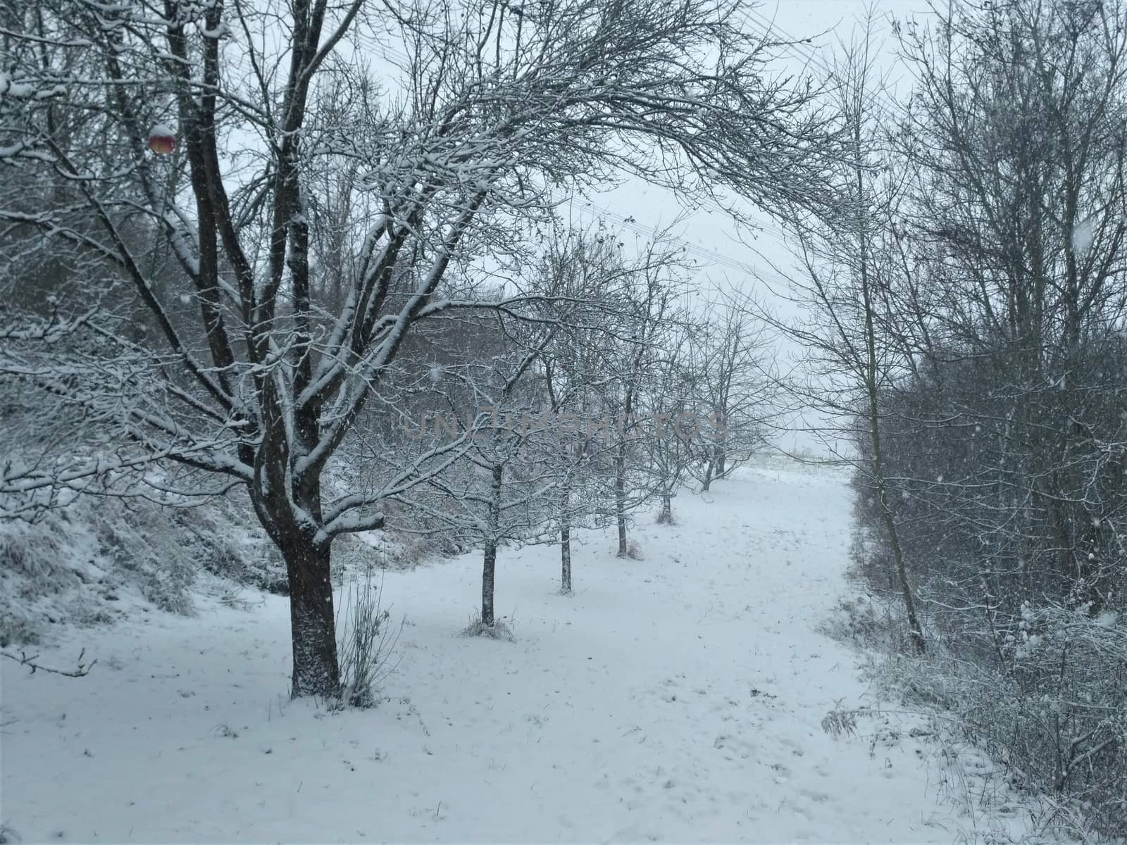 Beautiful forest aisle in the snow by pisces2386