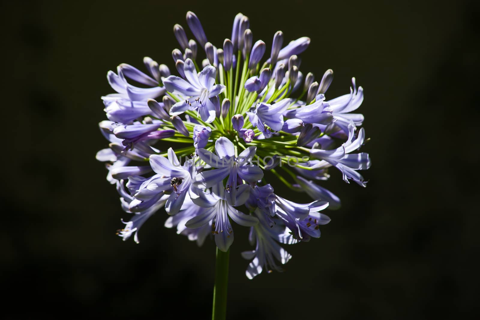 Inflorescence of Agapanthus praecox by kobus_peche