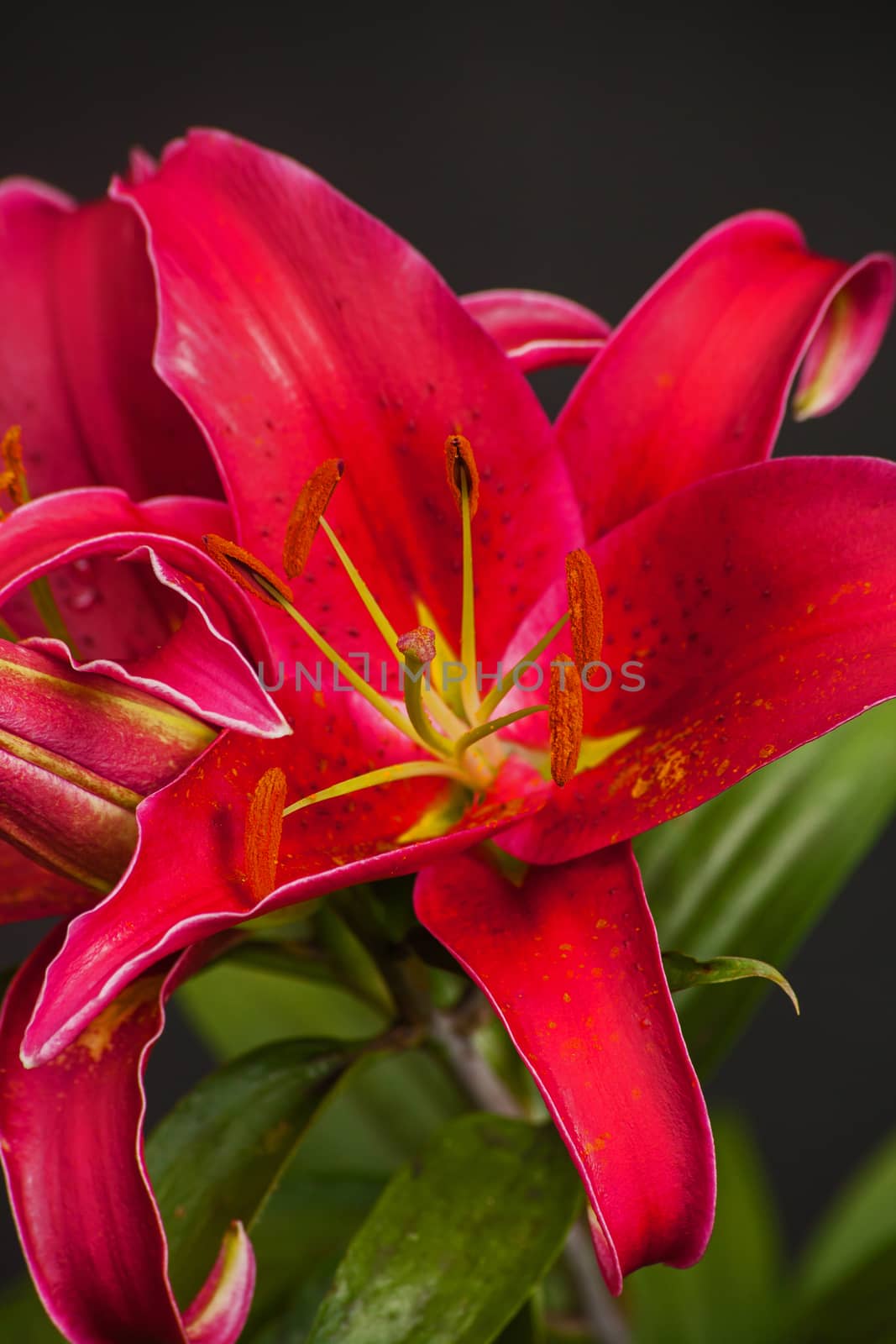 Macro image of a red Oriental Lily in flower.