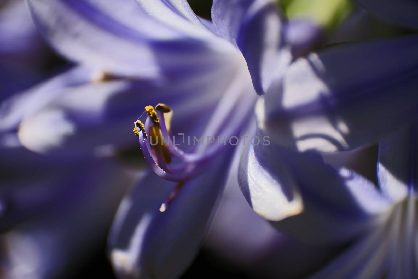 Macro image of a single flower of Agapanthus praecox on a black background