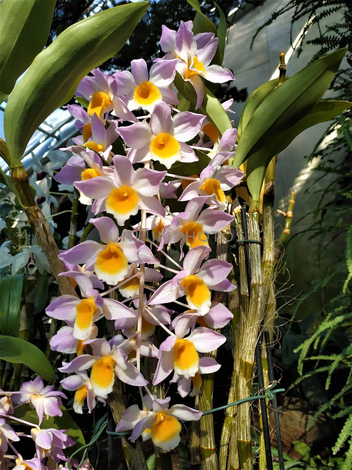 Beautiful Dendrobium hybrid blossoms spotted in Hanover, Germany