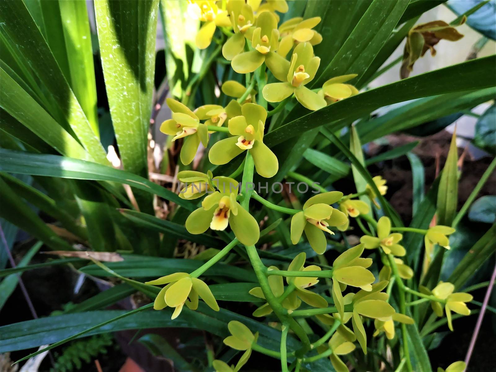 Nice Cymbidium orchid with small yellow-greenish blossoms in greenhouse
